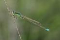 Ischnura pumilio (Scarce Blue-tailed Damselfly) male 8.JPG